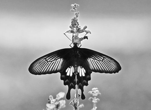 【MAC苹果电脑】完美适配的在线DDOS压力测试网页端